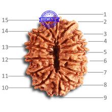 Load image into Gallery viewer, 15 Mukhi Rudraksha from Nepal - Bead No. 70