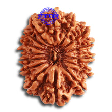 Load image into Gallery viewer, 15 Mukhi Rudraksha from Nepal - Bead No. 70