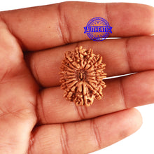 Load image into Gallery viewer, 15 Mukhi Rudraksha from Nepal - Bead No. 70