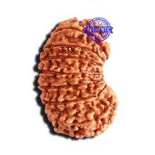 Load image into Gallery viewer, 15 Mukhi Rudraksha from Nepal - Bead No. 70