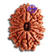 Load image into Gallery viewer, 15 Mukhi Rudraksha from Nepal - Bead No. 71