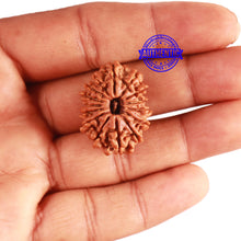 Load image into Gallery viewer, 15 Mukhi Rudraksha from Nepal - Bead No. 71