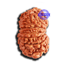 Load image into Gallery viewer, 15 Mukhi Rudraksha from Nepal - Bead No. 71