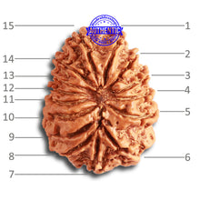 Load image into Gallery viewer, 15 Mukhi Rudraksha from Nepal - Bead No. 72