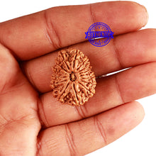 Load image into Gallery viewer, 15 Mukhi Rudraksha from Nepal - Bead No. 72