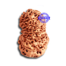 Load image into Gallery viewer, 15 Mukhi Rudraksha from Nepal - Bead No. 73