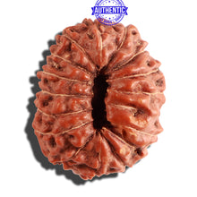 Load image into Gallery viewer, 15 Mukhi Indonesian Rudraksha - Bead No. 117