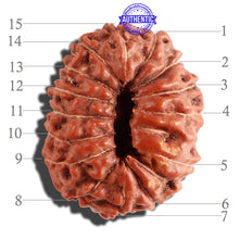 Load image into Gallery viewer, 15 Mukhi Indonesian Rudraksha - Bead No. 117