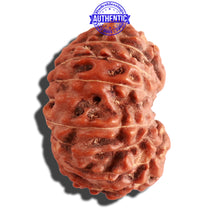 Load image into Gallery viewer, 15 Mukhi Indonesian Rudraksha - Bead No. 117