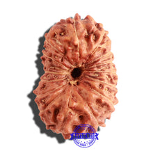 Load image into Gallery viewer, 15 Mukhi Indonesian Rudraksha - Bead No. 128