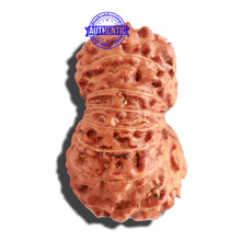 Load image into Gallery viewer, 15 Mukhi Indonesian Rudraksha - Bead No. 128