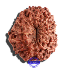 Load image into Gallery viewer, 15 Mukhi Indonesian Rudraksha - Bead No. 134