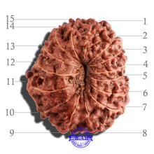 Load image into Gallery viewer, 15 Mukhi Indonesian Rudraksha - Bead No. 134