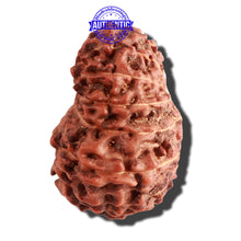 Load image into Gallery viewer, 15 Mukhi Indonesian Rudraksha - Bead No. 134