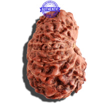 Load image into Gallery viewer, 15 Mukhi Indonesian Rudraksha - Bead No. 134