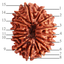 Load image into Gallery viewer, 15 Mukhi Rudraksha from Nepal - Bead No. 60