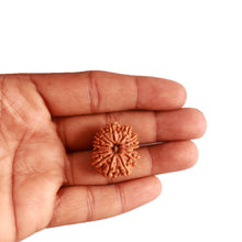 Load image into Gallery viewer, 15 Mukhi Rudraksha from Nepal - Bead No. 61