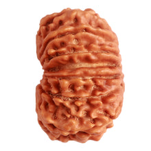 Load image into Gallery viewer, 15 Mukhi Rudraksha from Nepal - Bead No. 61