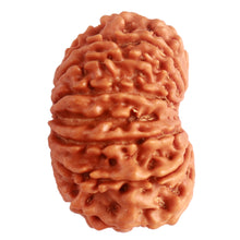Load image into Gallery viewer, 15 Mukhi Rudraksha from Nepal - Bead No. 61