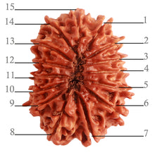 Load image into Gallery viewer, 15 Mukhi Rudraksha from Nepal - Bead No. 64