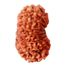Load image into Gallery viewer, 15 Mukhi Rudraksha from Nepal - Bead No. 64