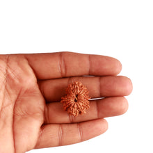 Load image into Gallery viewer, 15 Mukhi Rudraksha from Nepal - Bead No. 65