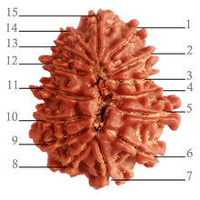 Load image into Gallery viewer, 15 Mukhi Rudraksha from Nepal - Bead No. 65