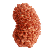 Load image into Gallery viewer, 15 Mukhi Rudraksha from Nepal - Bead No. 65