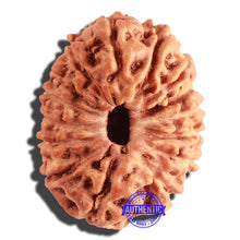 Load image into Gallery viewer, 15 Mukhi Indonesian Rudraksha - Bead No. 75