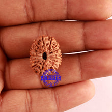 Load image into Gallery viewer, 15 Mukhi Indonesian Rudraksha - Bead No. 75