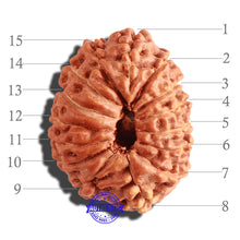 Load image into Gallery viewer, 15 Mukhi Indonesian Rudraksha - Bead No. 75