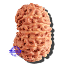 Load image into Gallery viewer, 15 Mukhi Indonesian Rudraksha - Bead No. 75