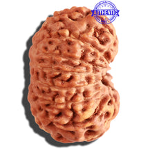 Load image into Gallery viewer, 15 Mukhi Indonesian Rudraksha - Bead No. 75