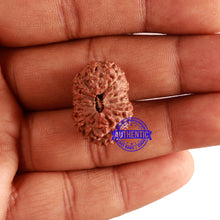 Load image into Gallery viewer, 15 Mukhi Indonesian Rudraksha - Bead No. 77