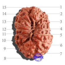 Load image into Gallery viewer, 15 Mukhi Indonesian Rudraksha - Bead No. 77