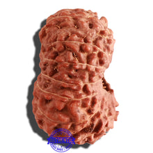 Load image into Gallery viewer, 15 Mukhi Indonesian Rudraksha - Bead No. 77