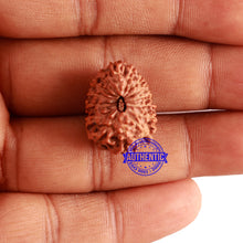 Load image into Gallery viewer, 15 Mukhi Indonesian Rudraksha - Bead No. 78