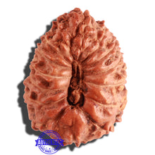 Load image into Gallery viewer, 15 Mukhi Indonesian Rudraksha - Bead No. 78