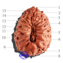 Load image into Gallery viewer, 15 Mukhi Indonesian Rudraksha - Bead No. 78