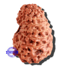 Load image into Gallery viewer, 15 Mukhi Indonesian Rudraksha - Bead No. 78