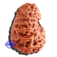 Load image into Gallery viewer, 15 Mukhi Indonesian Rudraksha - Bead No. 78