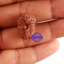 Load image into Gallery viewer, 15 Mukhi Indonesian Rudraksha - Bead No. 82