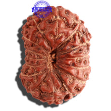 Load image into Gallery viewer, 15 Mukhi Indonesian Rudraksha - Bead No. 82