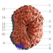 Load image into Gallery viewer, 15 Mukhi Indonesian Rudraksha - Bead No. 82