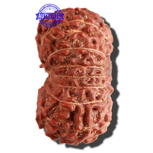 Load image into Gallery viewer, 15 Mukhi Indonesian Rudraksha - Bead No. 82
