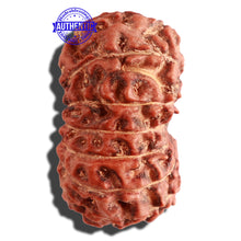 Load image into Gallery viewer, 15 Mukhi Indonesian Rudraksha - Bead No. 82