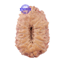 Load image into Gallery viewer, 15 Mukhi Indonesian Rudraksha - Bead No. 195