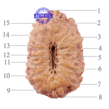 Load image into Gallery viewer, 15 Mukhi Indonesian Rudraksha - Bead No. 195