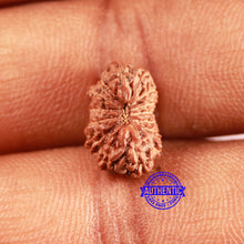 Load image into Gallery viewer, 15 Mukhi Indonesian Rudraksha - Bead No. 244