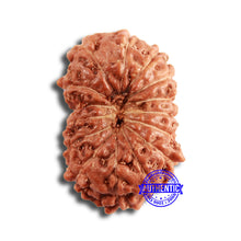 Load image into Gallery viewer, 15 Mukhi Indonesian Rudraksha - Bead No. 246